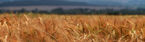 Barley